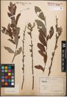 Foto von Salix caprea L. x Salix purpurea L.